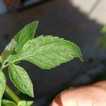 Bidens alba Leaf