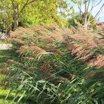 Phragmites australis Flor