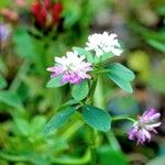 Trifolium resupinatum 整株植物