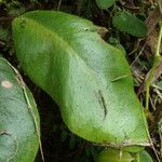 Elaphoglossum crinitum Blatt