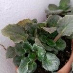 Saintpaulia ionantha Flor