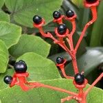 Clerodendrum buchananii Fruit