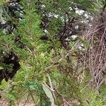 Acacia nilotica Ліст