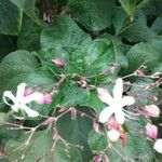 Clerodendron trichotomum Květ