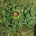 Carlina acanthifolia花