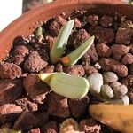 Cheiridopsis denticulata Hoja