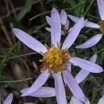 Galatella sedifolia Цветок