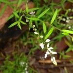 Polygala paniculata Blomst