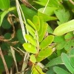 Indigofera brevicalyx Leaf