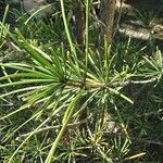 Sciadopitys verticillata Blatt