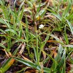 Carex uncinioides Habit