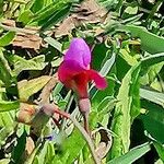 Lathyrus clymenum Çiçek