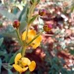 Eriosema crinitum Flower