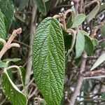 Viburnum rhytidophyllum Leaf