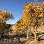 Populus euphratica Habit