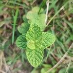 Mentha × rotundifolia Liść