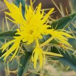 Carthamus oxyacanthus Flower