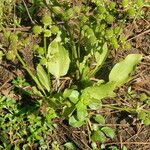 Echinodorus berteroi Habit