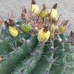 Ferocactus herrerae Fruitua