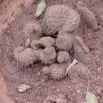 Cylindropuntia fulgida Folha