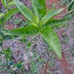 Cestrum nocturnumFoglia