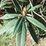 Rhododendron glischrum Hoja