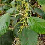 Alchornea cordifolia Flower