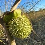 Datura wrightii 果實