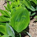 Polygonatum latifolium Deilen