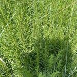 Artemisia dracunculus List