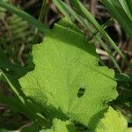 Rubus alceifolius Liść