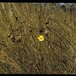 Cochlospermum planchonii Květ