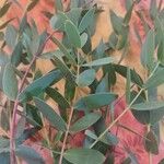 Eucalyptus parvula Hoja