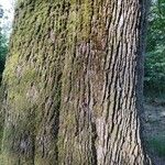 Quercus canariensis Bark