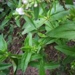 Houstonia purpurea Liść