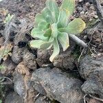 Aeonium lancerottense Blatt