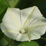 Ipomoea obscura Λουλούδι