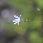 Sisyrinchium montanum Blomma