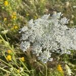 Daucus carotaFlower