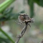 Althaea cannabina ഫലം