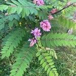 Robinia viscosa Листок