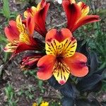 Alstroemeria aurea Кветка