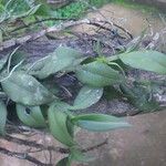 Angraecum angustipetalum Лист