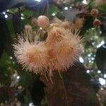 Syzygium samarangense Flower
