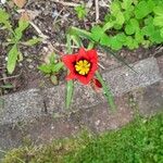 Sparaxis tricolor Flower