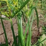 Cyperus microiria Агульны выгляд