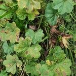 Alchemilla subcrenata Feuille