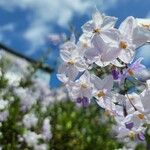 Solanum bonariense Flower