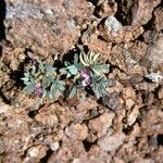 Astragalus beatleyae Coajă