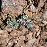 Astragalus beatleyae Кора